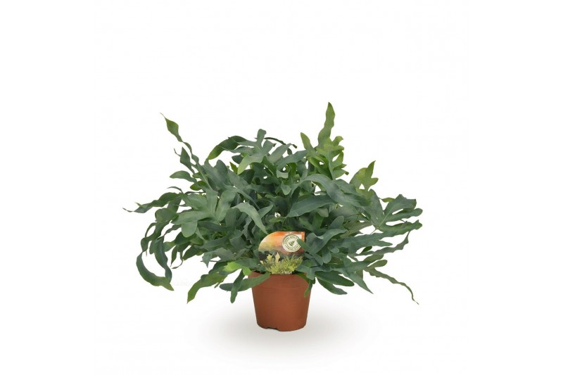 Phlebodium aureum blue star 