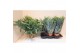 Phlebodium aureum blue star 