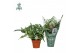 Phlebodium aureum blue star air so pure 