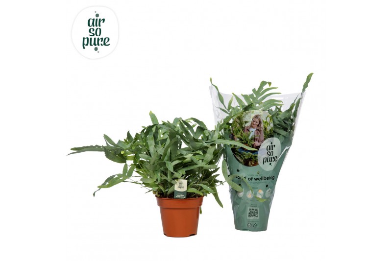 Phlebodium aureum blue star air so pure 