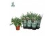 Phlebodium aureum blue star air so pure 