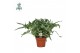 Phlebodium aureum blue star air so pure 