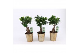 Ficus  microcarpa ginseng in golden christmas