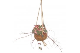 Saxifraga tricolor kokodama hangup