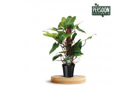 Philodendron red emerald 80-mosstok
