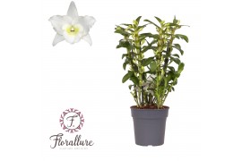 Dendrobium nobile spring dream star class apollon Dendrobium Nobile Ap