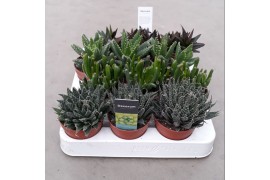 Succulenten mix 4 soorten decorum, 1 pp,1 pp