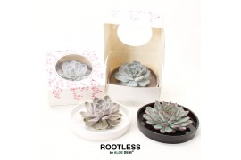 Arrangementen succulenten rootless echeveria, panda bowl - hearts box