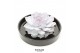 Arrangementen succulenten rootless echeveria, panda bowl - hearts box 
