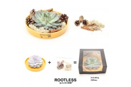 Arrangementen succulenten ROOTLESS Echeveria DIY autumn, yellow bowl