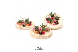 Arrangementen succulenten TRULY Succulent mix, Bush bowl - pink