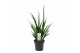 Sansevieria kirkii friends 