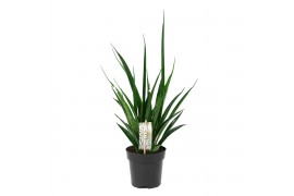 Sansevieria kirkii friends