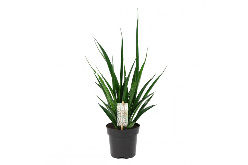 Sansevieria kirkii friends 