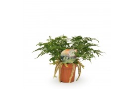 Humata tyermannii