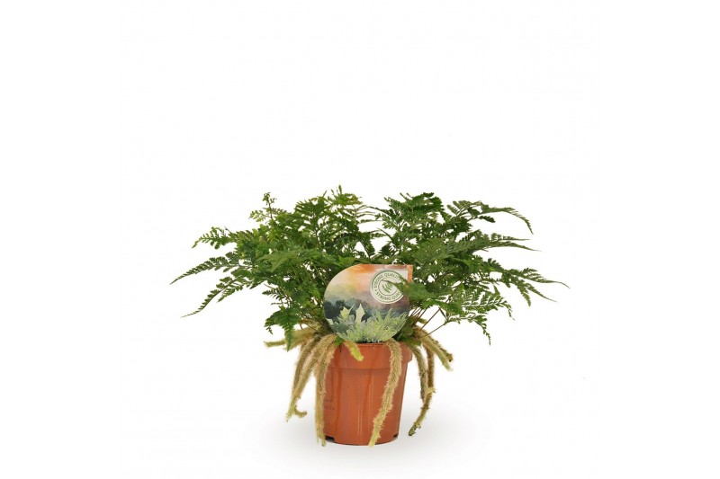 Humata tyermannii 