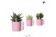 Succulenten mix in happy mug pink kolibri greens 