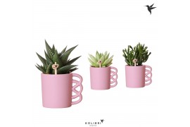 Succulenten mix in happy mug pink kolibri greens