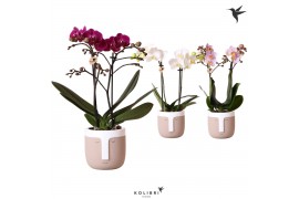 Phalaenopsis multiflora 2 tak mix in viking sand kolibri orchids