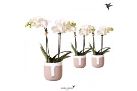 Phalaenopsis multiflora wit 2 tak in viking sand kolibri orchids