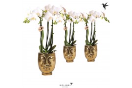Phalaenopsis multiflora wit 3 tak in face 2 face gold kolibri orchids