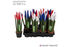Sansevieria cylindrica velvet touchz® mix Frankrijk/Nederland