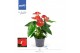 Anthurium andr. karma red zonder hoes 