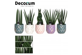 Sansevieria cylindrica mix in Veerle (Passion-collection)