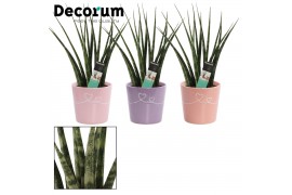 Sansevieria fernwood in Romy (Party Love-collection)