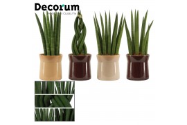 Sansevieria cylindrica mix in Véda (Deco-collection)