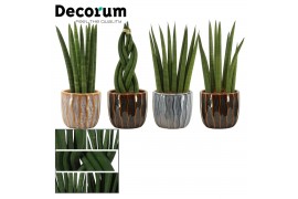 Sansevieria cylindrica Cylindrica  mix in Rio (Deco-collection)