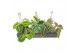 Maranta leuconeura Kokodama 15 cm Maranta mix 