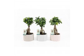 Ficus  microcarpa ginseng Ficus micr. Ginseng in Pastel Chance