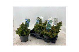 Cryptomeria japonica