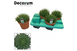 Aloe aristata decorum