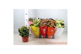 Kalanchoe calandiva mix premium hoes