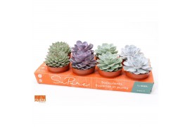 Echeveria mix SuPure®