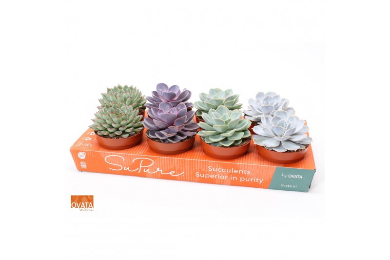 Echeveria mix SuPure® 