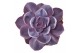 Echeveria purple pearl SuPure® 