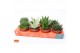 Succulenten mix SuPure® 