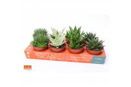 Succulenten mix SuPure®