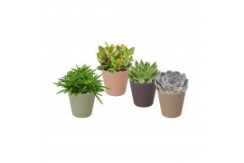 Succulenten mix Succulents in Amanda Amigo mix ceramic