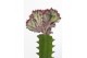 Euphorbia lactea cristata mix carbon free pot 