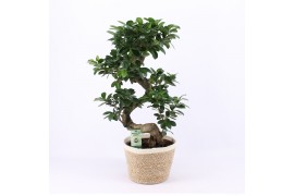 Ficus microcarpa ginseng s-type in noah mand
