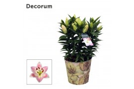 Lilium oriental souvenir Rascal decorum in zink floral