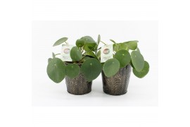 Pilea peperomioides in iron leaf
