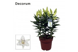 Lilium oriental oxygen wit decorum
