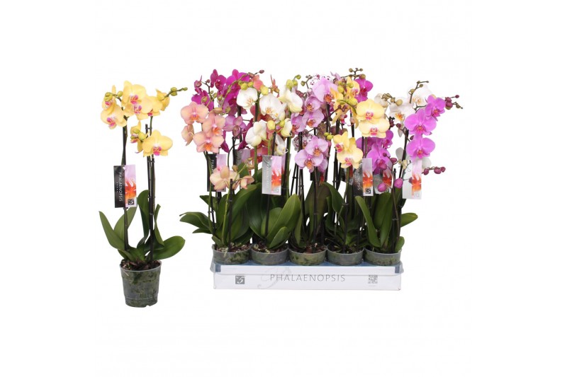 Phalaenopsis mix 8 kleuren 2.5 tak 18+ 65cm ongelijke taklengte 