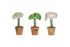 Euphorbia lactea cristata mix natures chance kokospot