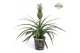 Ananas mi amigo potcover vitoria groen 